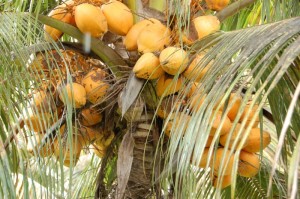 Cocotiers auf Mauritius