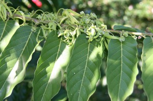 Mayotte 067,Ylang-Ylang - Kopie
