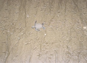Turtle1